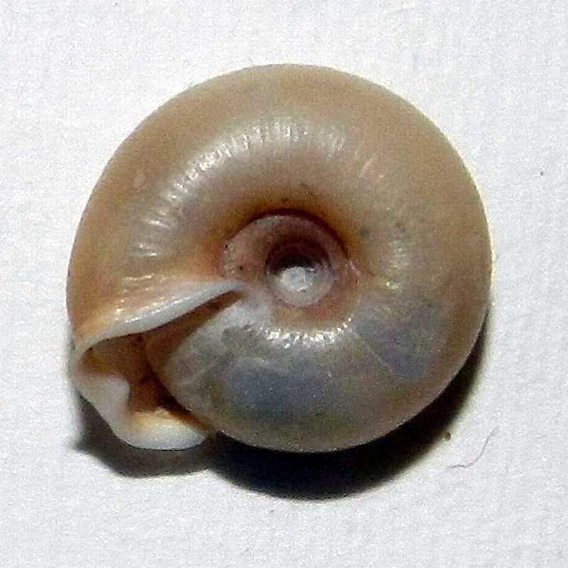 Helicodonta obvoluta (O.F. Mller, 1774) da confermare